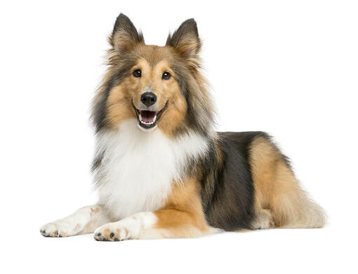 All things hot sale sheltie